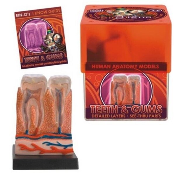 Tedco Toys Tedco Toys 32370-TEE Bio Signs Teeth And Gums Anatomy Model 32370TE - main